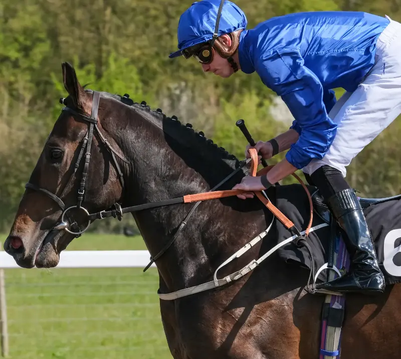Thoroughbred horse at Chelmsford.