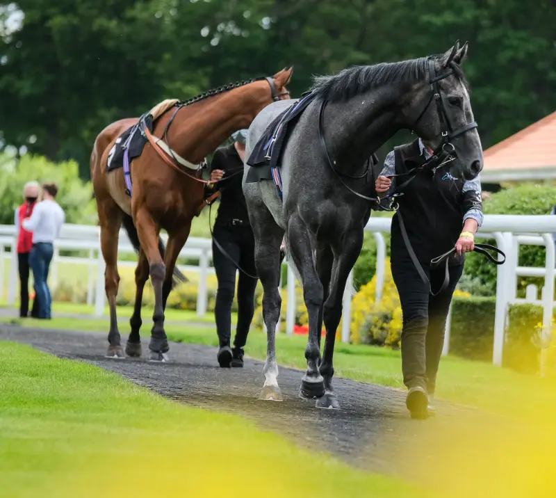 Horses being led to parade ring at Chelmsford.