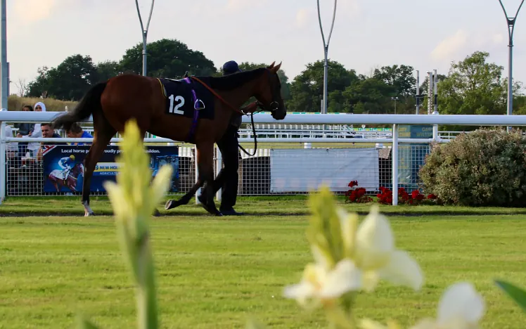 A horse in the parade ring at Chelmsford City Racecourse